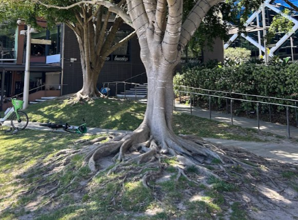 Tree roots with moss